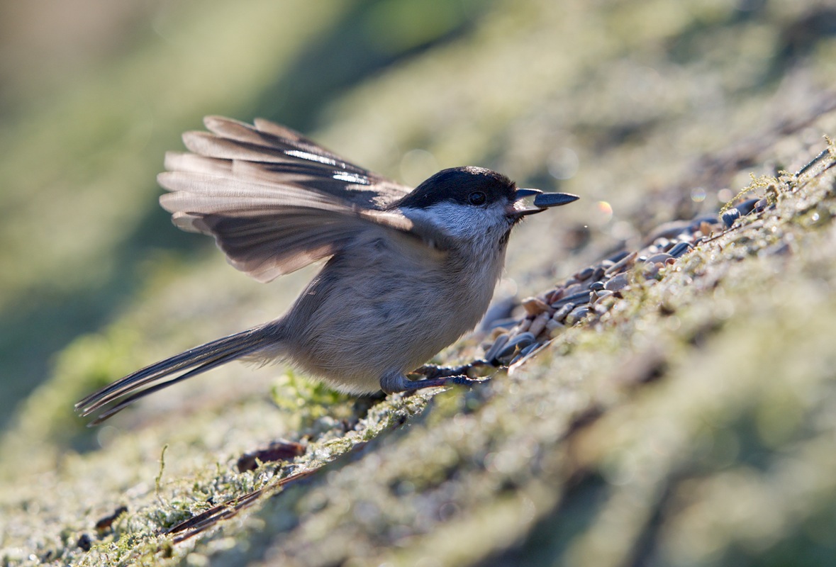 photo "°°°" tags: nature, wild animals