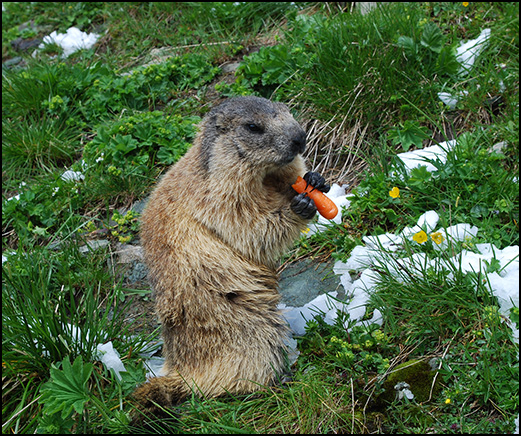 photo "aborigine of Alps." tags: nature, wild animals