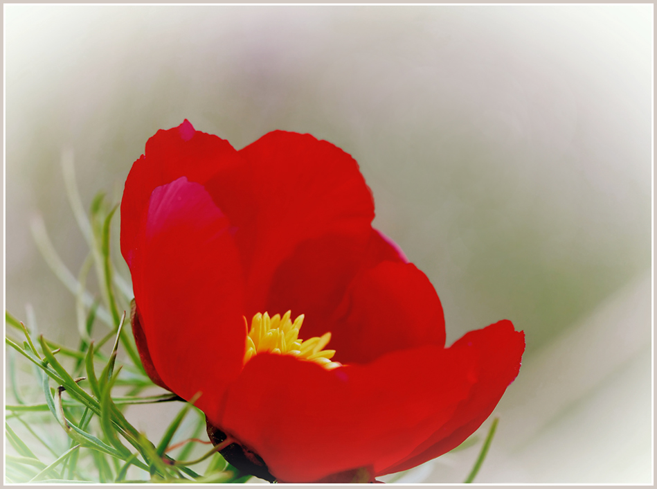 photo "***" tags: nature, macro and close-up, flowers