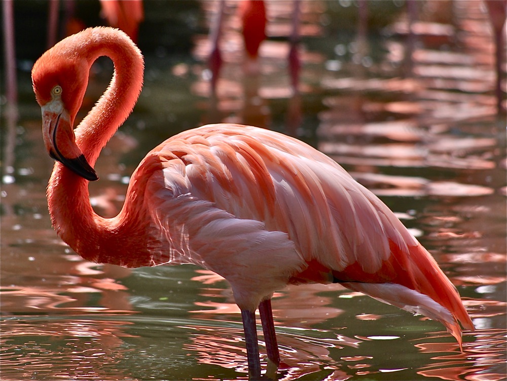 photo "***" tags: nature, wild animals