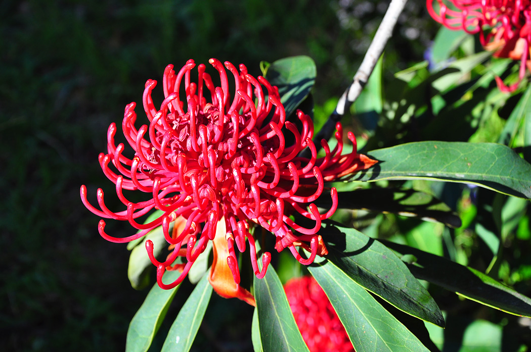 photo "Waratah" tags: nature, flowers