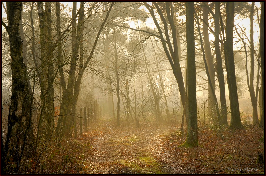 photo "***" tags: landscape, forest, sunset