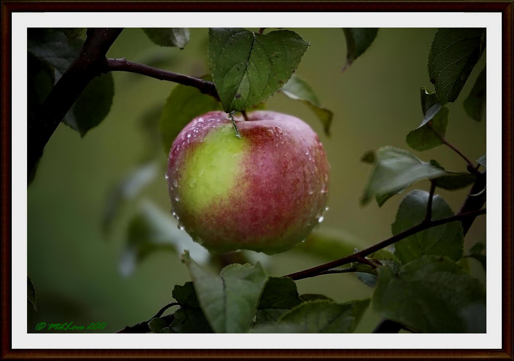 photo "Autumn" tags: nature, macro and close-up, flowers