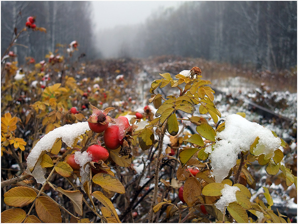 photo "***" tags: nature, landscape, flowers, winter