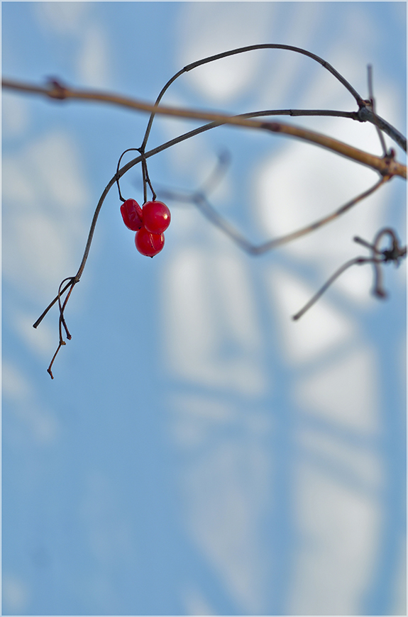 photo "***" tags: nature, fragment, flowers