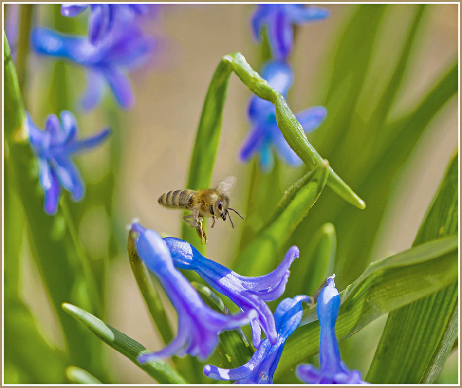 photo "***" tags: nature, macro and close-up, insect