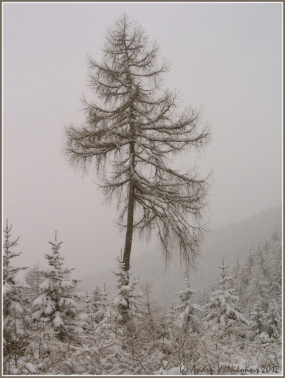 фото "Snowfall in Austrian Alps" метки: пейзаж, зима