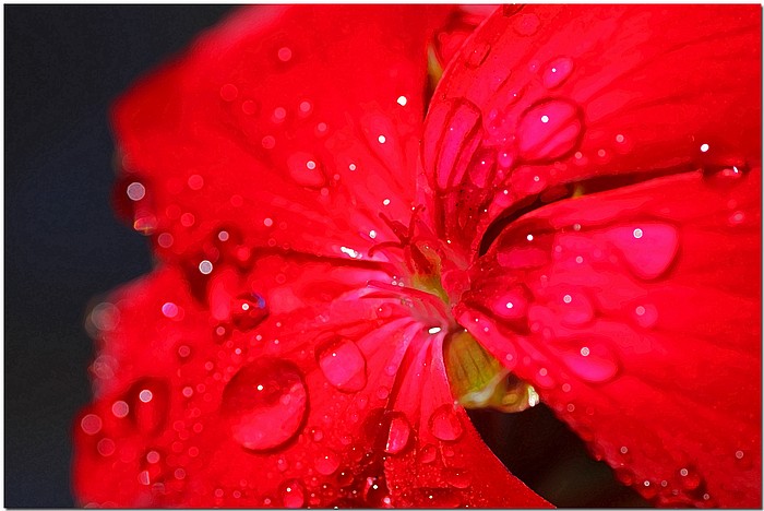 photo "Rain Drops On Gerry" tags: nature, macro and close-up, flowers