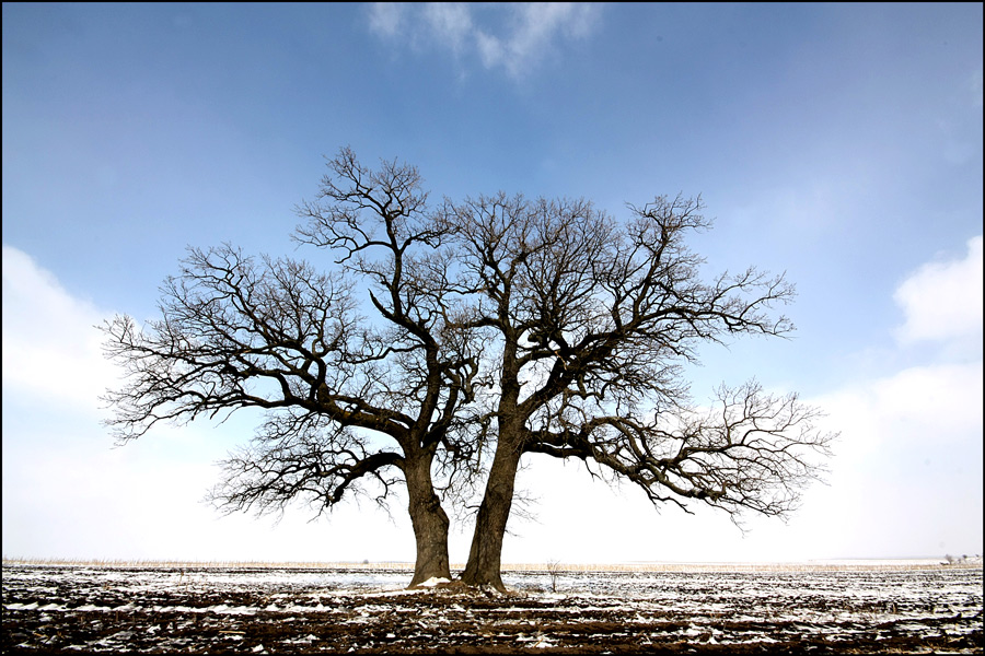 photo "Lonely and quiet ..." tags: landscape, sky, tree, winter