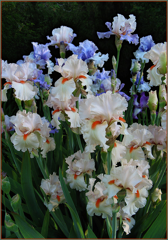 photo "Irises... with red beaks" tags: nature, flowers