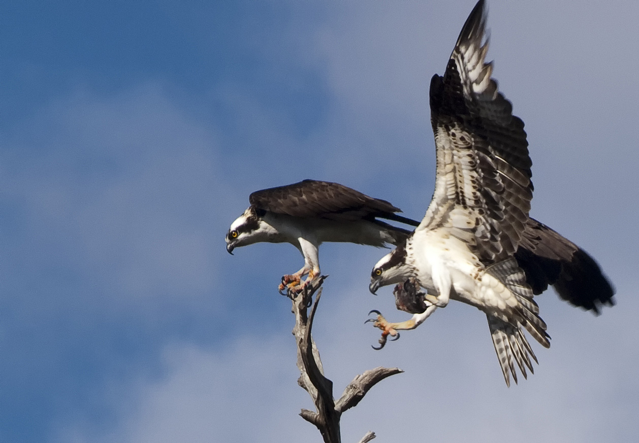 фото "Osprey Courtship" метки: природа, дикие животные