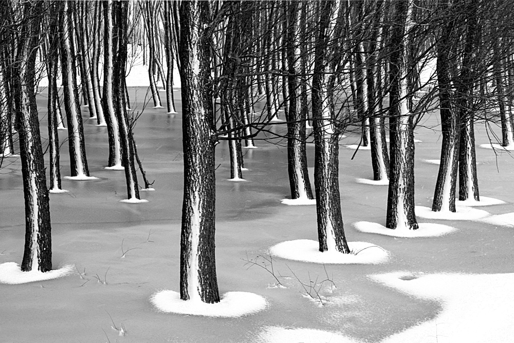 photo "Winter palette" tags: landscape, black&white, nature, forest, snow, tree, water, winter