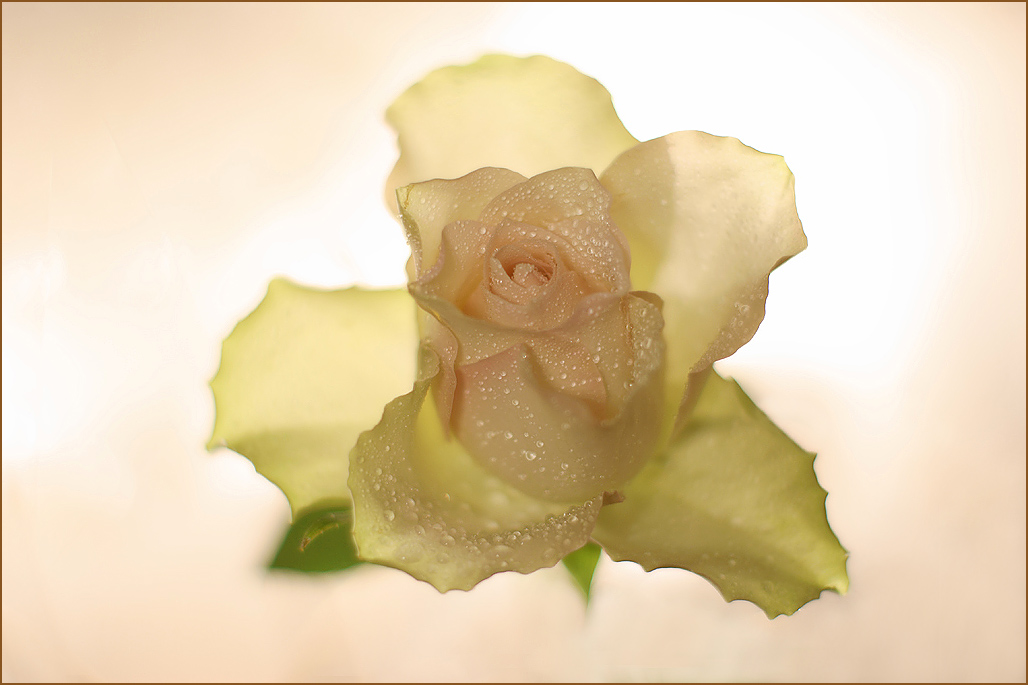 photo "* * *" tags: nature, flowers
