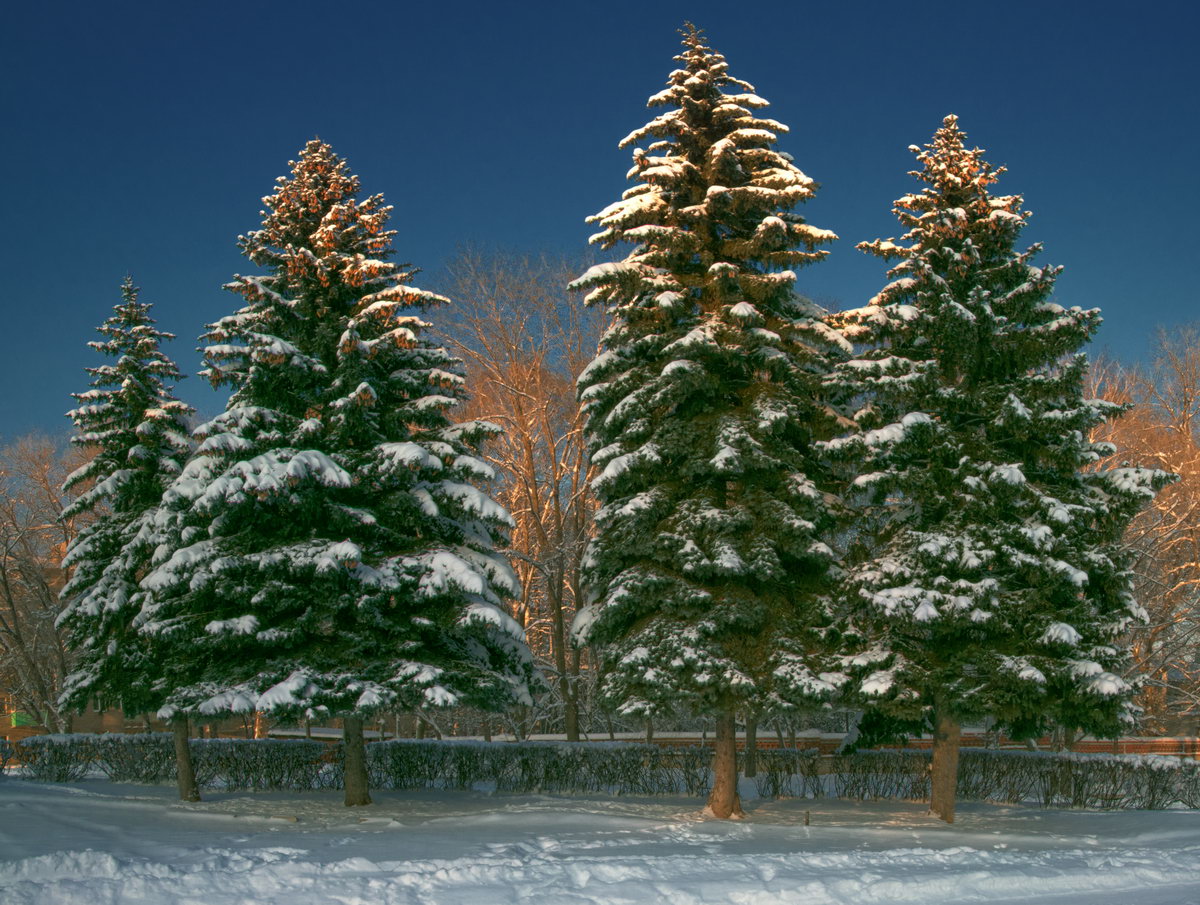 фото "Ёлки - 2" метки: пейзаж, зима