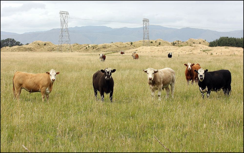 photo "*****" tags: landscape, nature, pets/farm animals, summer