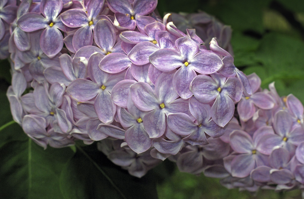 photo "***" tags: macro and close-up, 