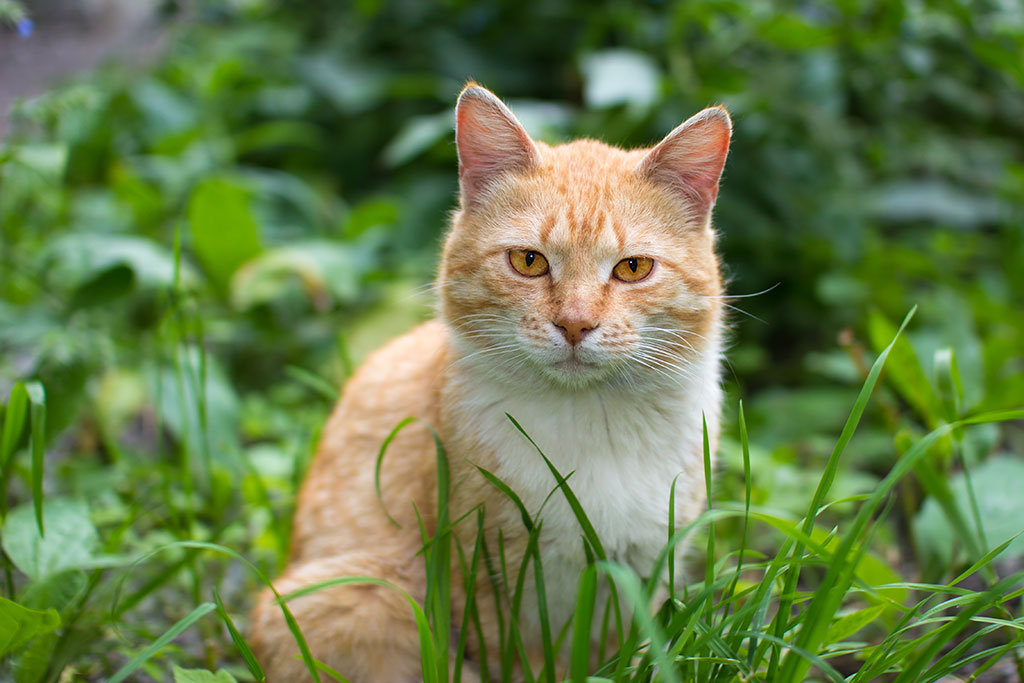 photo "Tiger in the urban jungle" tags: nature, pets/farm animals