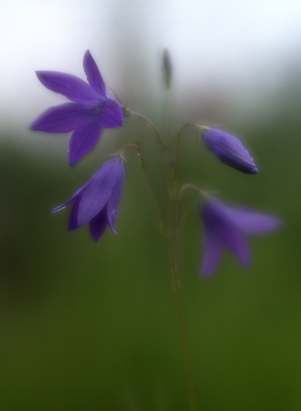 photo "***" tags: nature, flowers