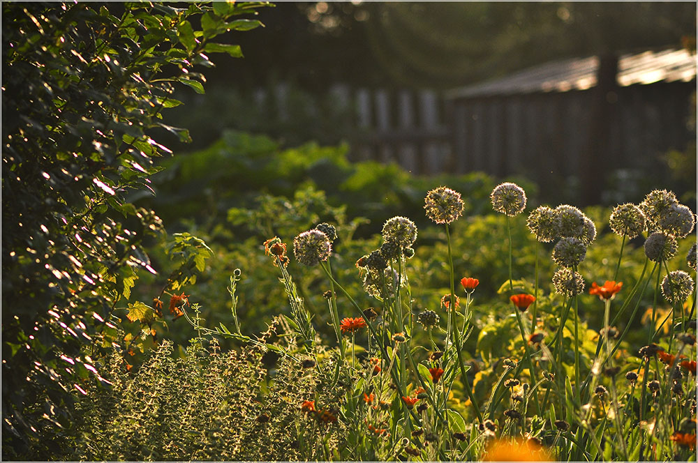 photo "***" tags: landscape, nature, flowers, summer