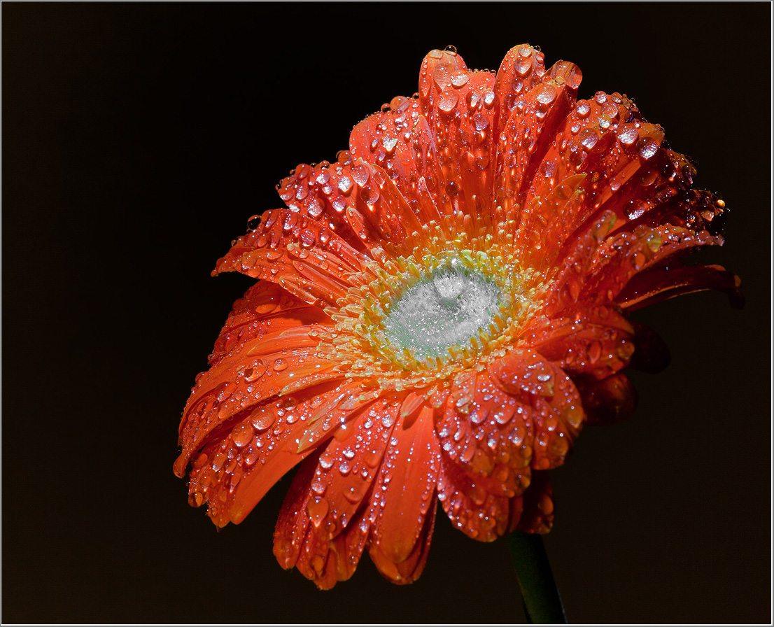 photo "In the diamond necklace." tags: nature, flowers