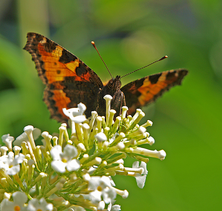 photo "Near The End" tags: nature, insect