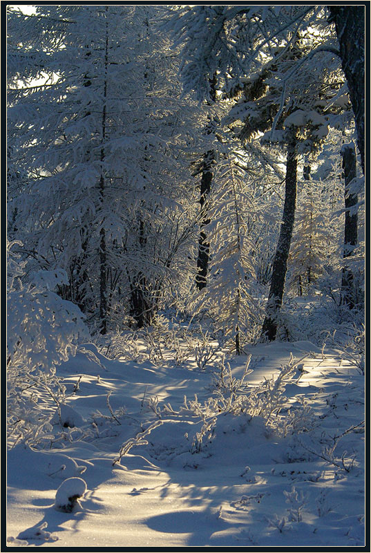 фото "В зимнем лесу" метки: пейзаж, зима, лес