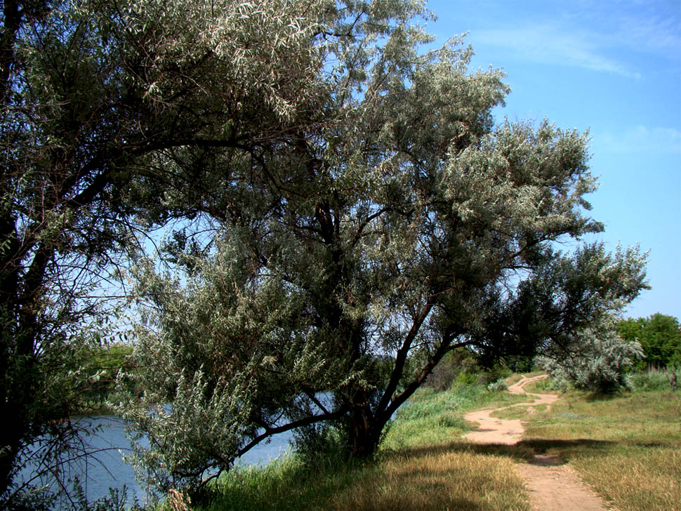 photo "***" tags: landscape, summer