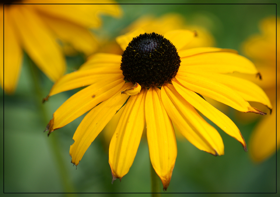 photo "***" tags: nature, flowers