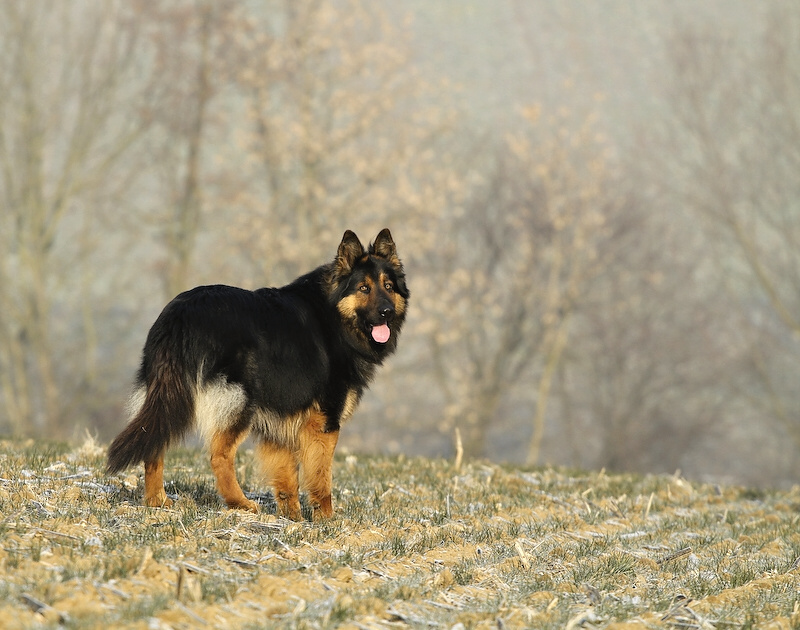 photo "***" tags: nature, pets/farm animals