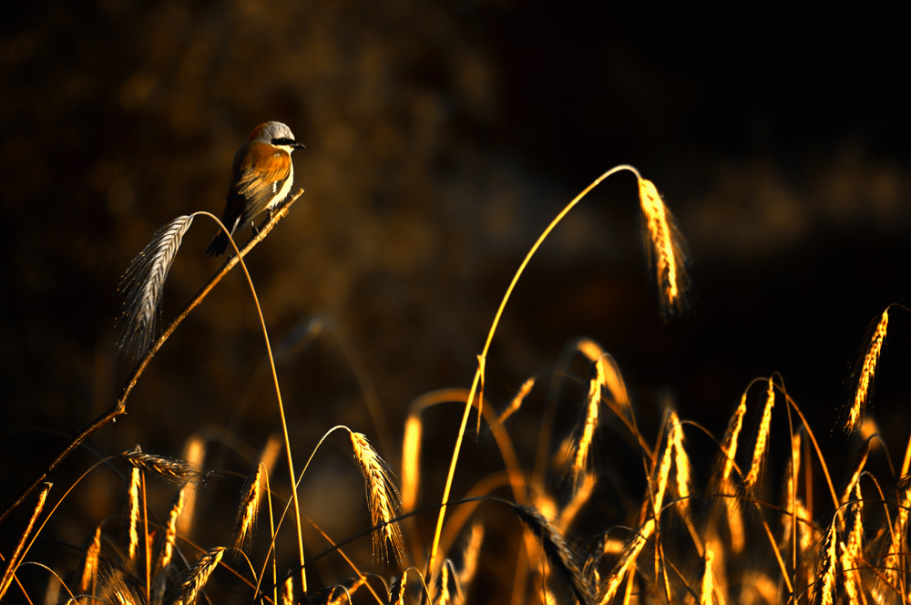 фото "***" метки: природа, дикие животные