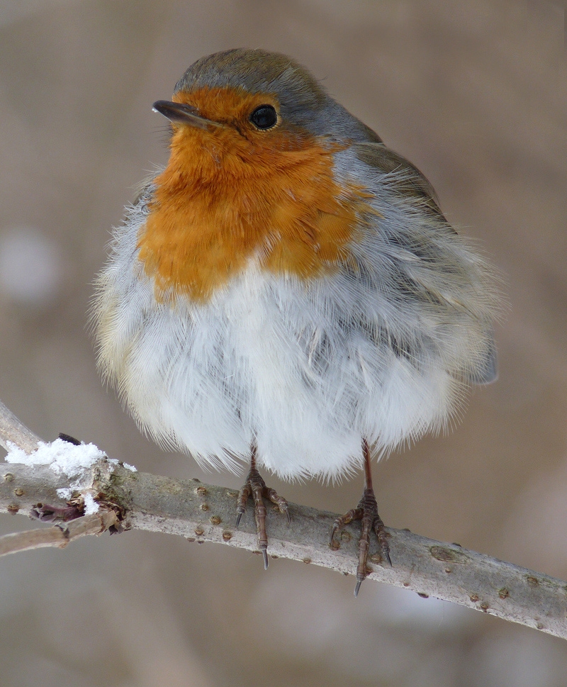 фото "Зарянка ( Erithacus rubecula)" метки: природа, дикие животные