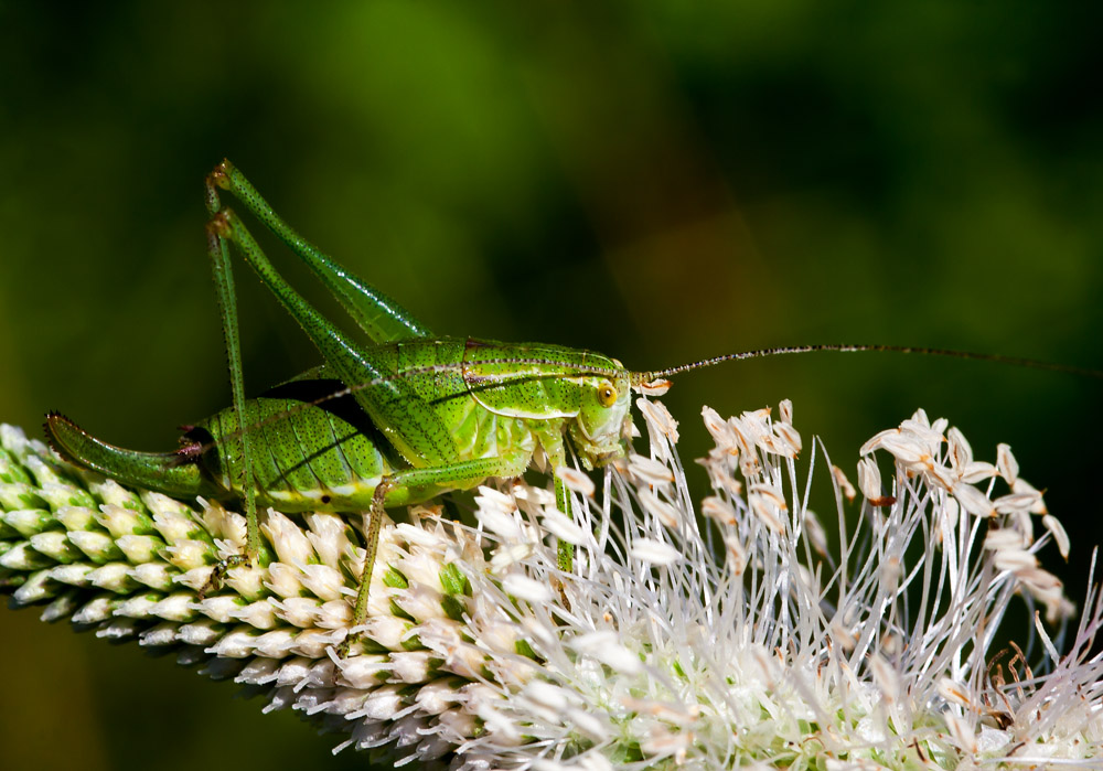 фото "Степная дыбка" метки: природа, макро и крупный план, насекомое