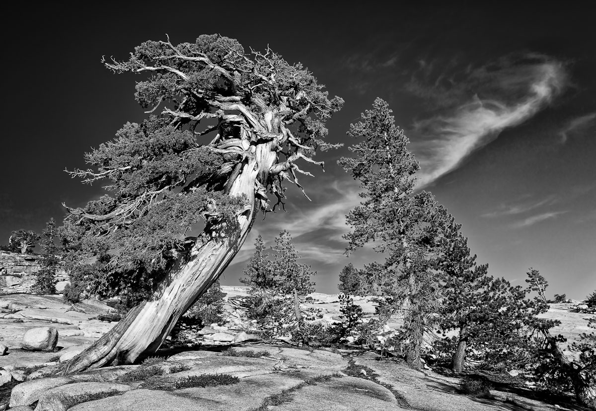 photo "Confrontation in B&W" tags: nature, black&white, flowers