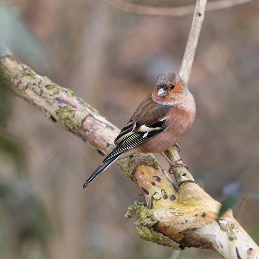 photo "Fringilla coelebs | зяблик" tags: nature, wild animals