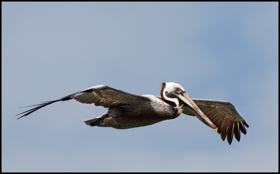 photo "Brown" tags: nature, wild animals