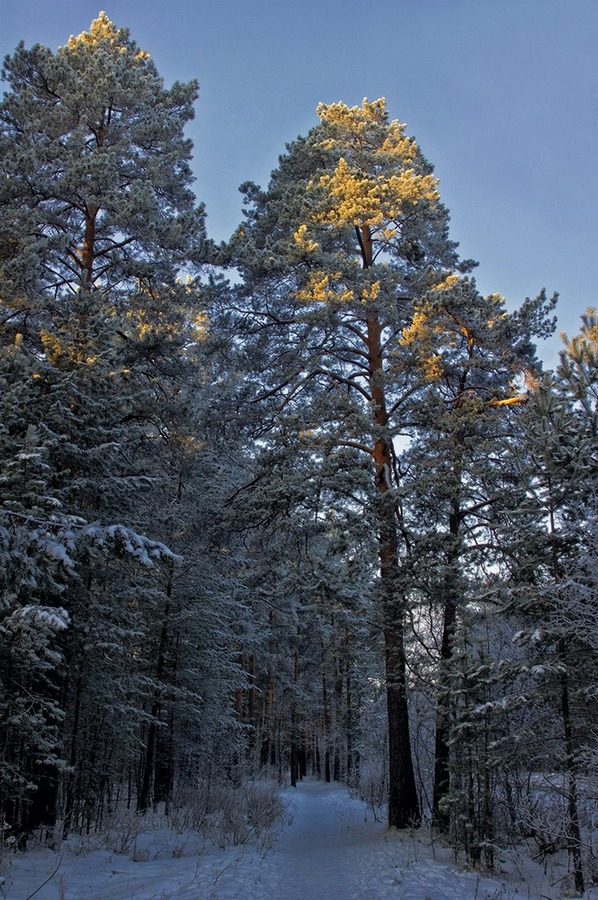 photo "***" tags: landscape, forest, winter