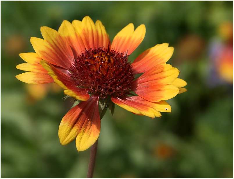 photo "***" tags: nature, flowers