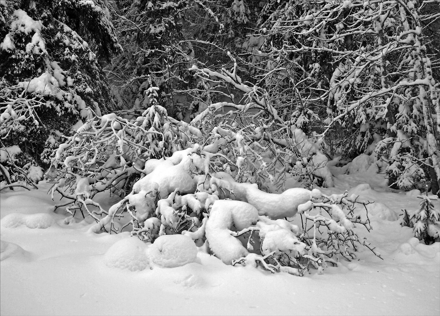 фото "Свежий снег" метки: пейзаж, черно-белые, зима