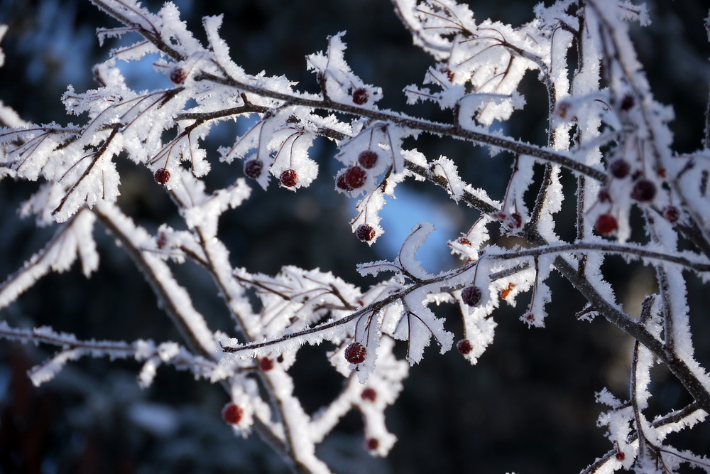 photo "Winter - the artist" tags: landscape, winter