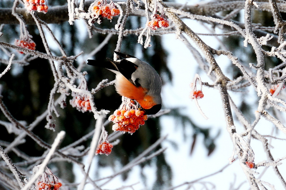 photo "Red, Orange, White" tags: landscape, winter
