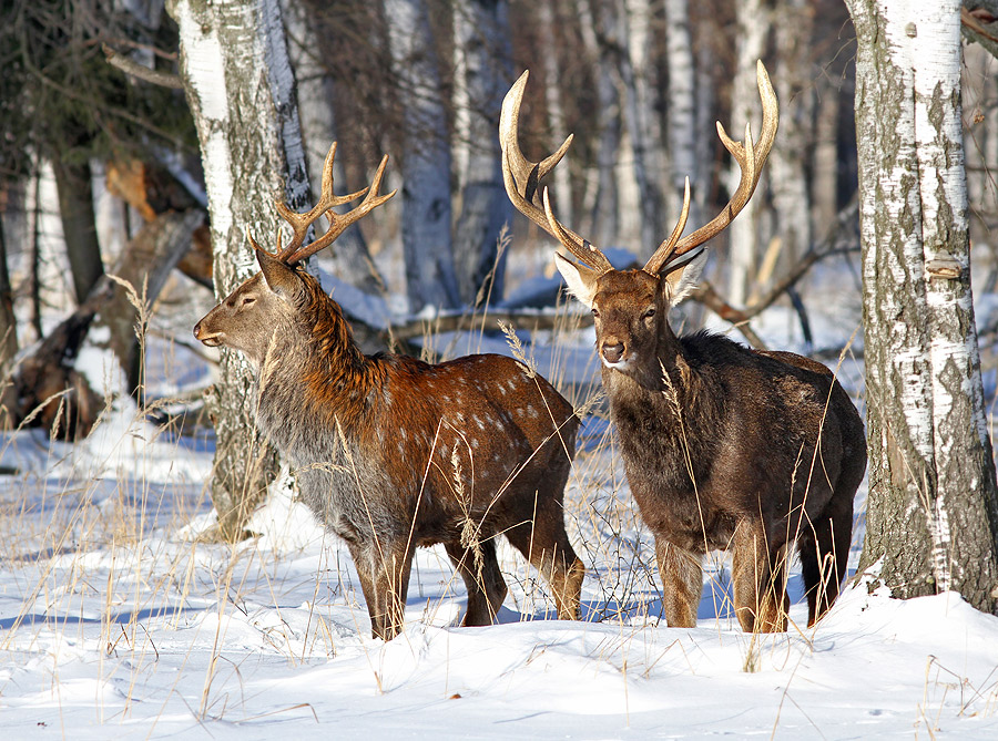 photo "***" tags: nature, wild animals