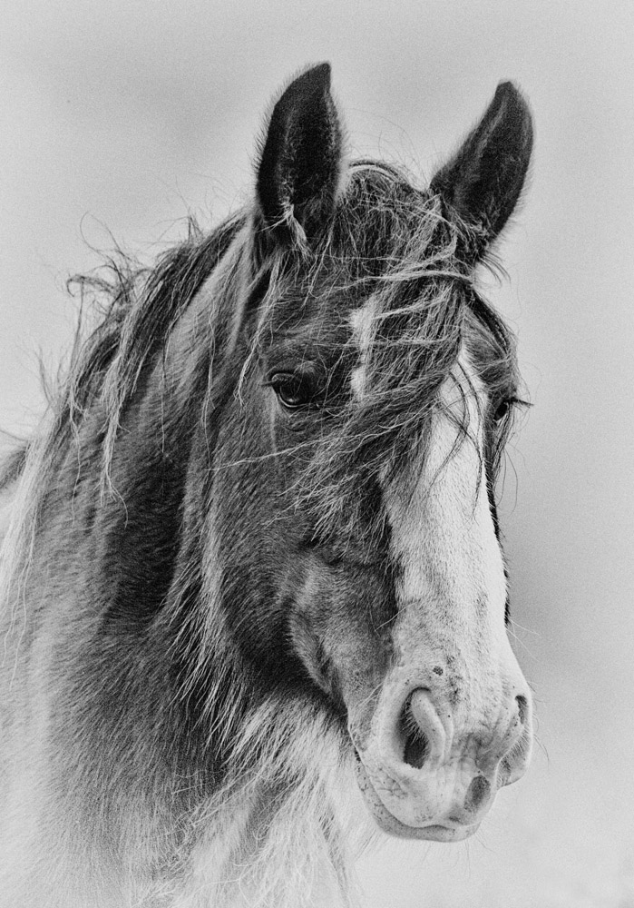 photo "Young Billy" tags: nature, black&white, pets/farm animals