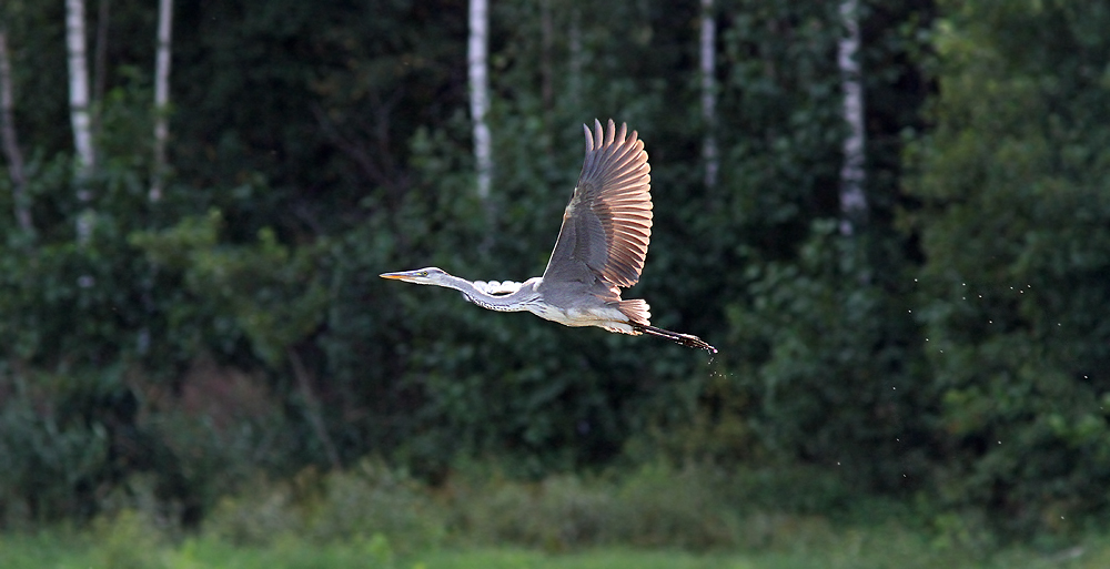 photo "***" tags: nature, wild animals