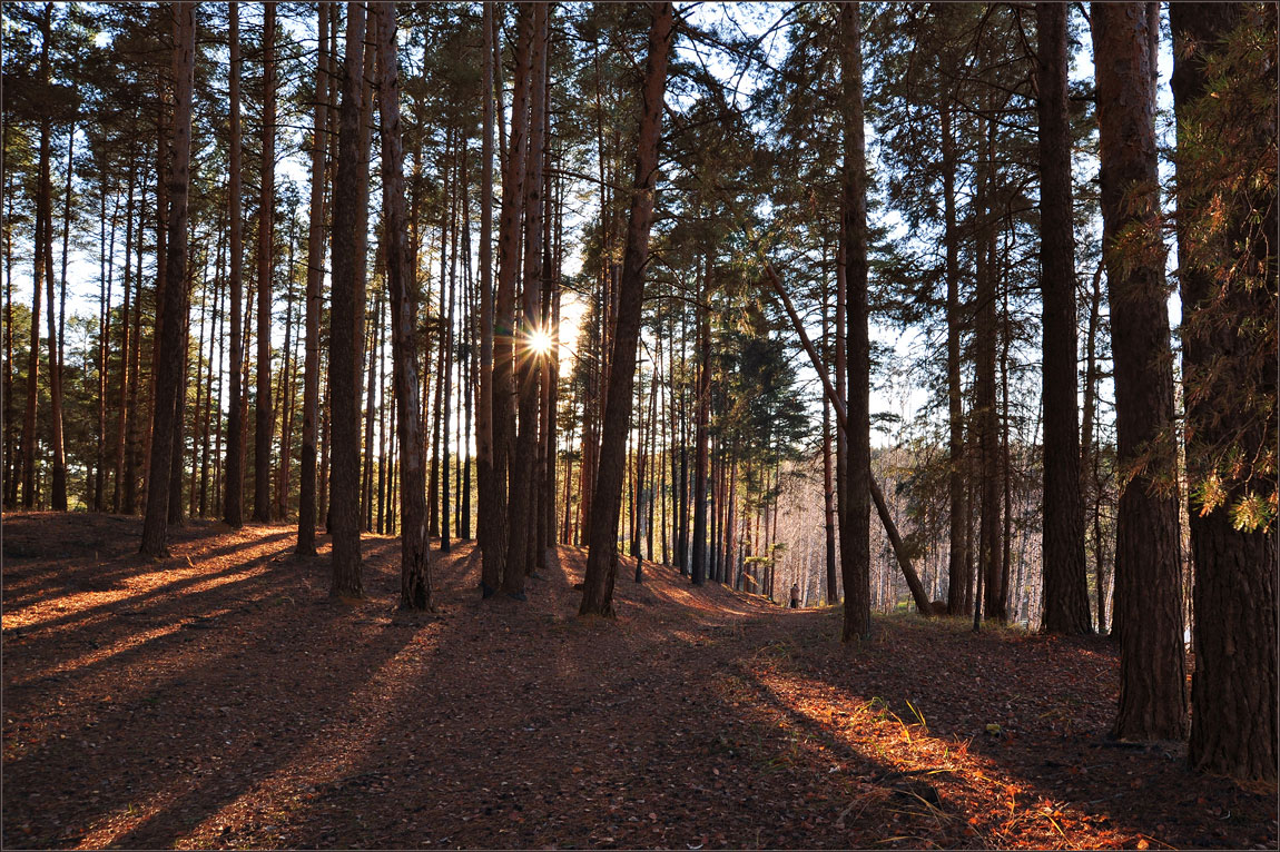 photo "***" tags: landscape, forest, summer