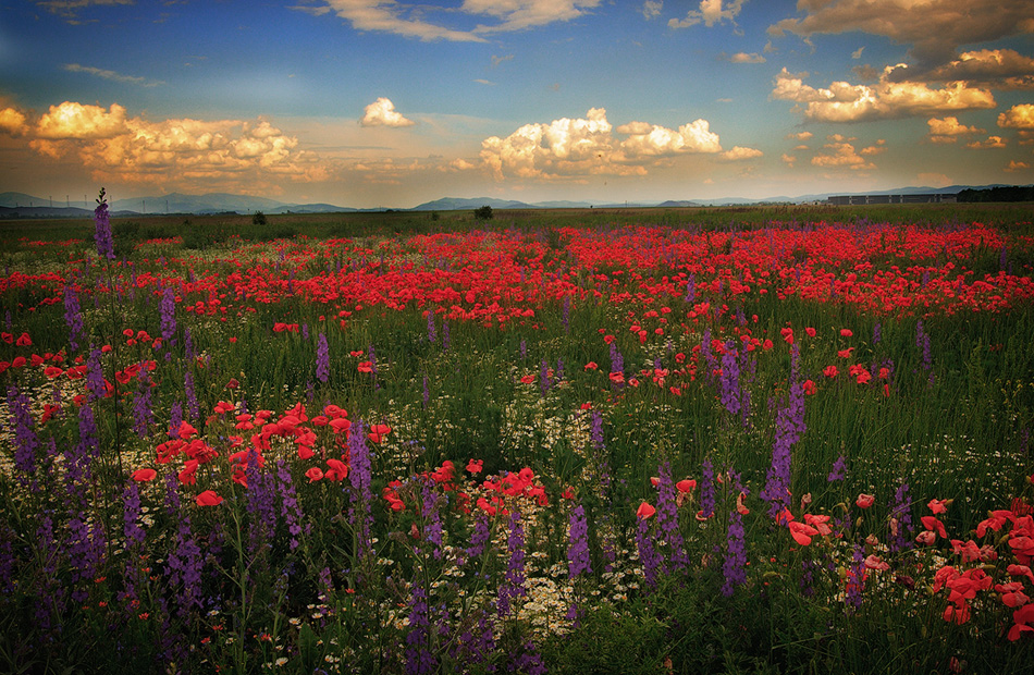 photo "Waiting for Spring" tags: , 