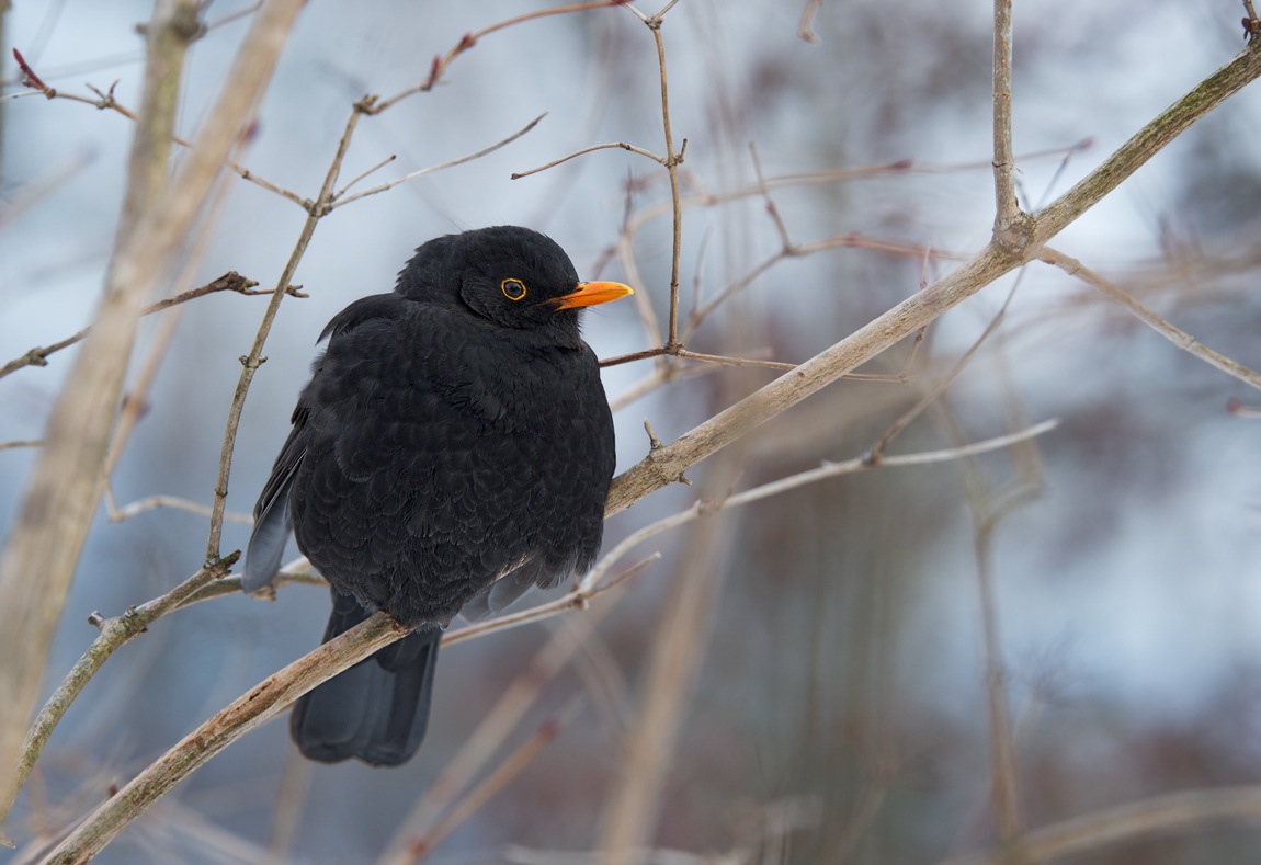photo "Дрозд/True thrush" tags: nature, wild animals
