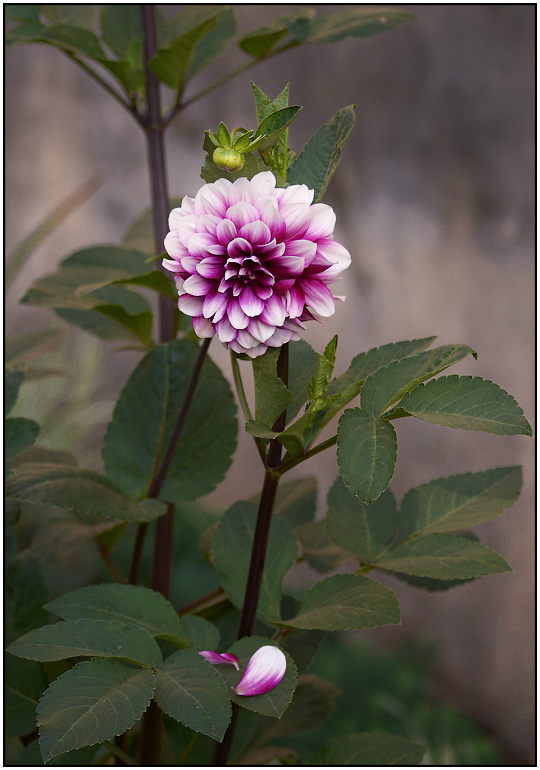 photo "***" tags: nature, flowers