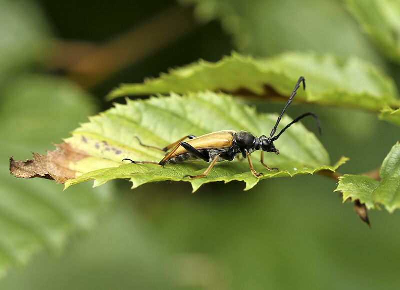 photo "***" tags: nature, insect
