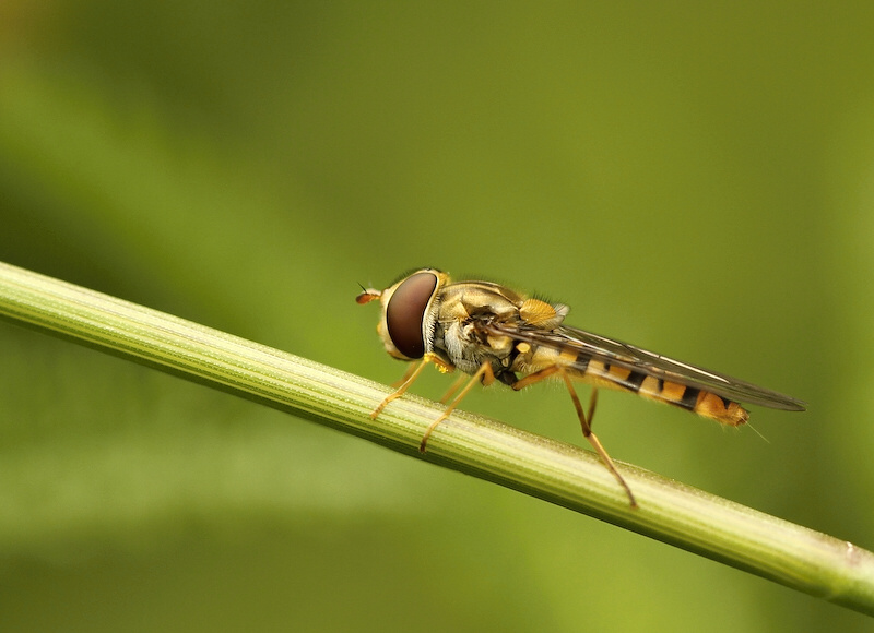 photo "***" tags: nature, insect