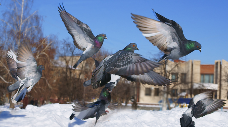 фото "***" метки: природа, 